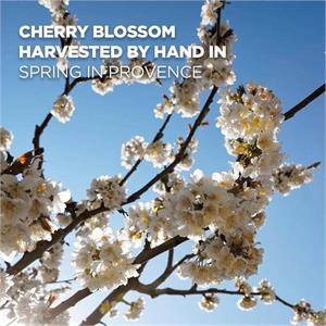 L'Occitane Cherry Blossom Hand Cream 75ml